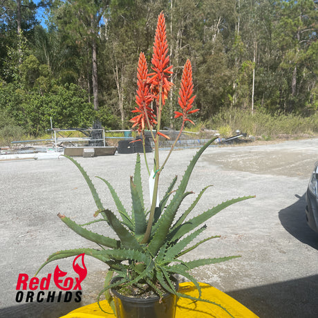 Aloe Warm Welcome