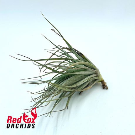 Tillandsia Houston