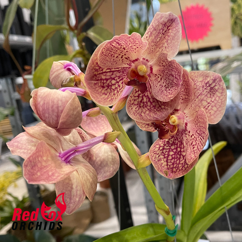 Ascocenda Pakchong Gold x (Vanda Kultana Ruby x Vanda Pachara Delight)