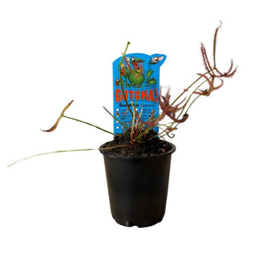 Drosera