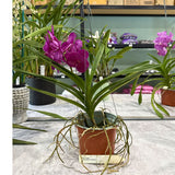 Vanda Dr. Anek x Ascocenda Mungkud