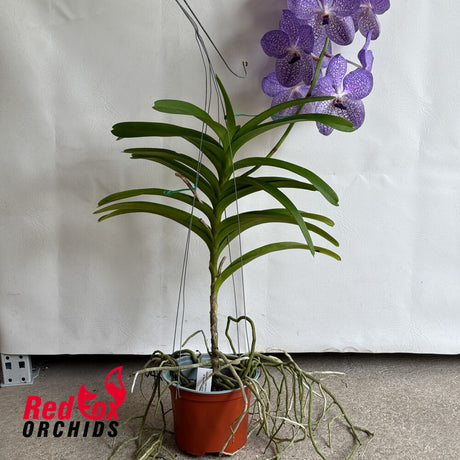 Vanda sanderiana x Vanda coerulea