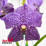 Vanda Somsri Blue Classic x Vanda Fuch's Delight Black