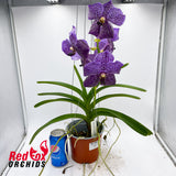 Vanda Somsri Blue Classic x Vanda Fuch's Delight Black