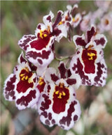 Tolumnia Golden Sunset 'Brownie'