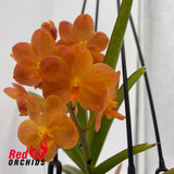 Vanda Udomchai