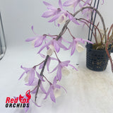 Dendrobium adastra x Dendrobium aphyllum 'Alba' (PinkForm)
