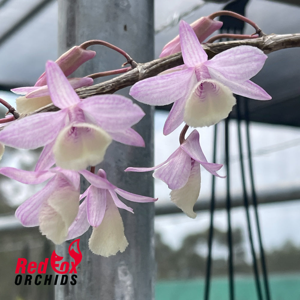 Dendrobium adastra x Dendrobium aphyllum 'Alba' (PinkForm)