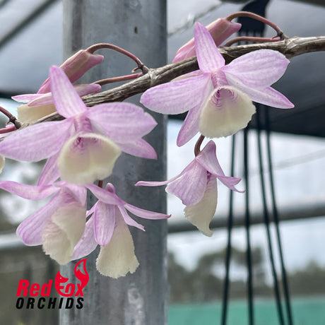 Dendrobium adastra x Dendrobium aphyllum 'Alba' (PinkForm)