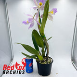 Cattleya Bella