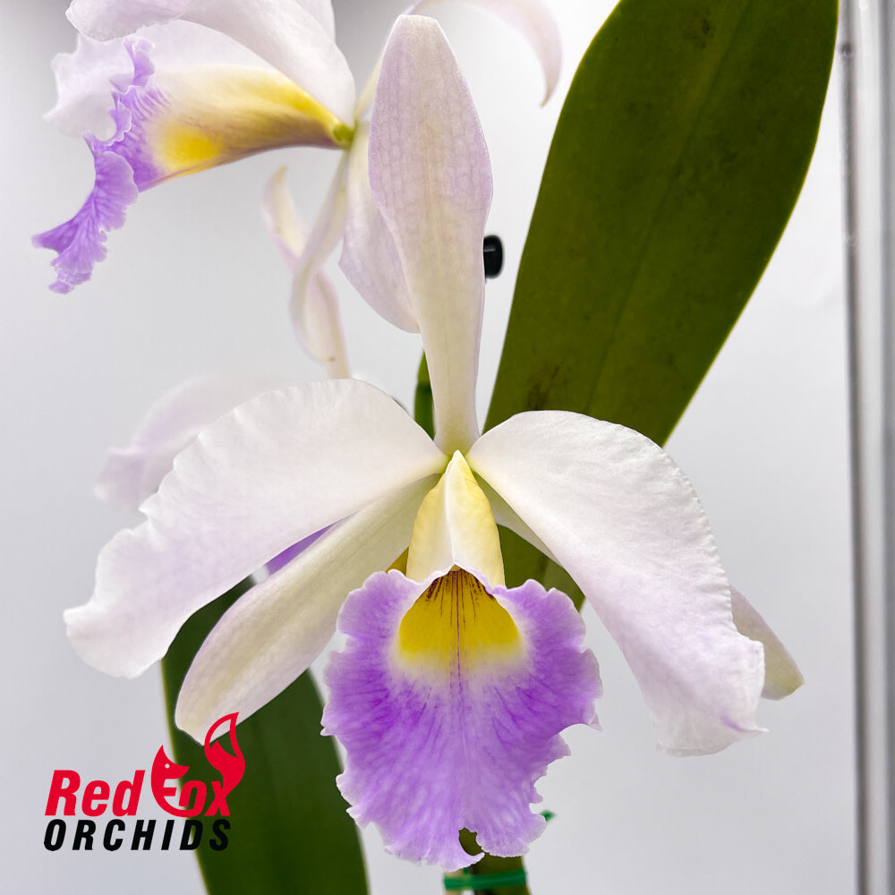 Cattleya Bella