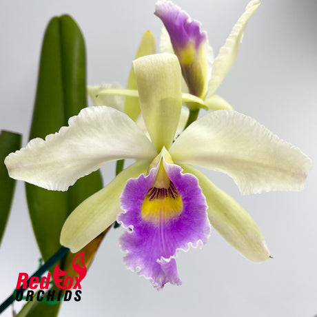 Cattleya Bella