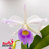 Cattleya Bella
