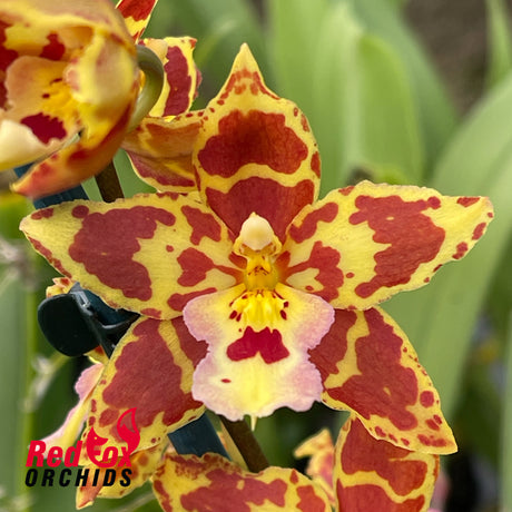 Wilsonara 'Tiger Tail'