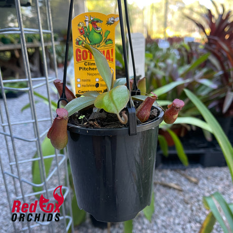 Nepenthes Bloody Mary