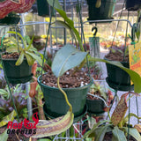 Nepenthes Maxima