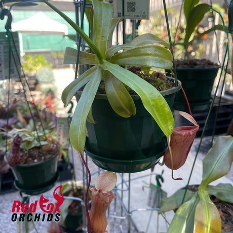 Nepenthes ventricosa