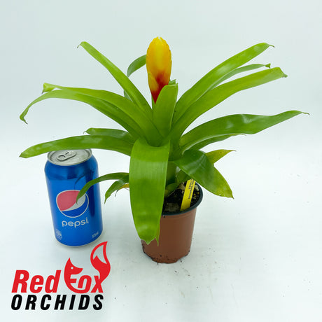 Vriesea Delphinus