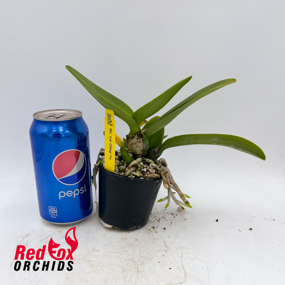 Rhyncholaeliocattleya Lai Ching-Te