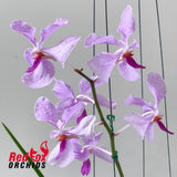 Holcoglossum kimballianum x Vanda coerulea