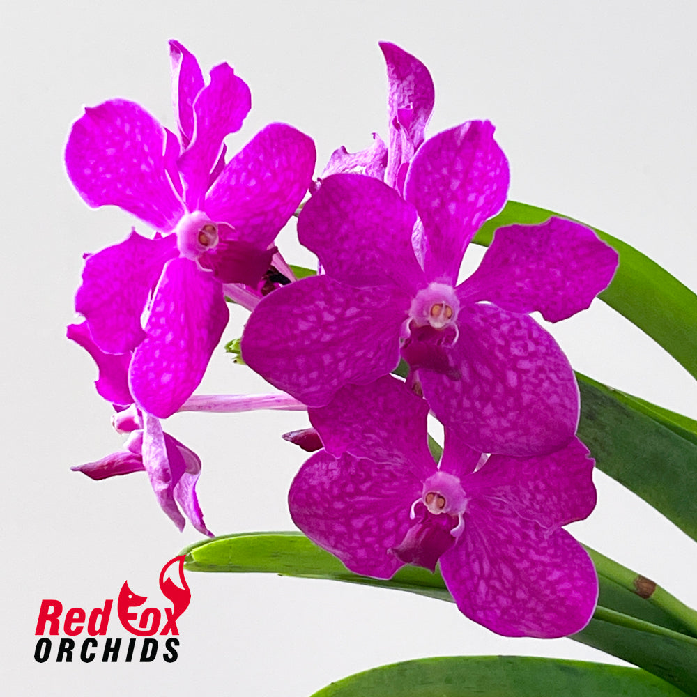 Vanda (pimporn x chiang rai x sanderiana) x Gordon Dillon