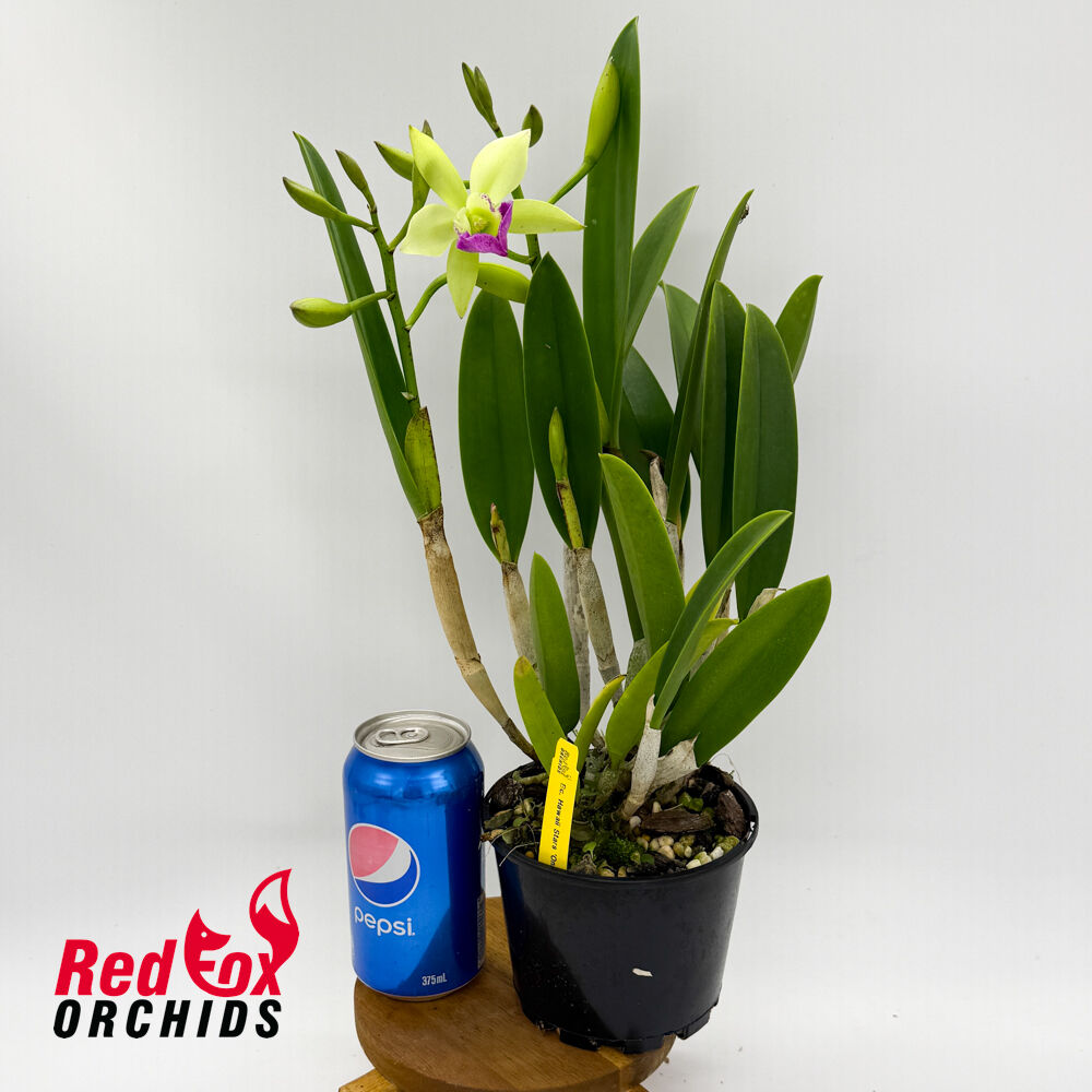 Brassolaeliocattleya Hawaii Stars 'Only One' – Red Fox Orchids