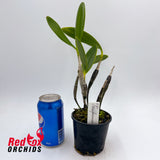 Epidendrum stamfordianum