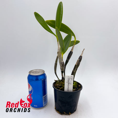 Epidendrum stamfordianum
