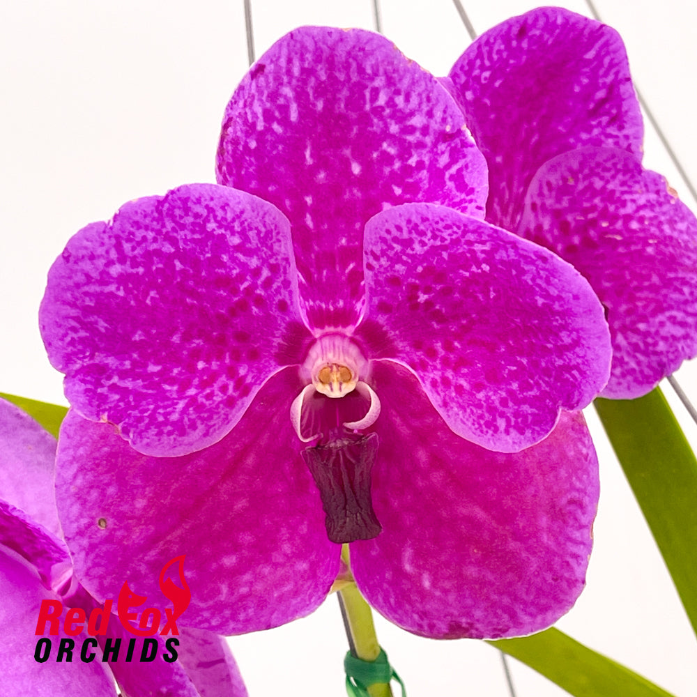 Vanda Robert's Delight 'Pink'