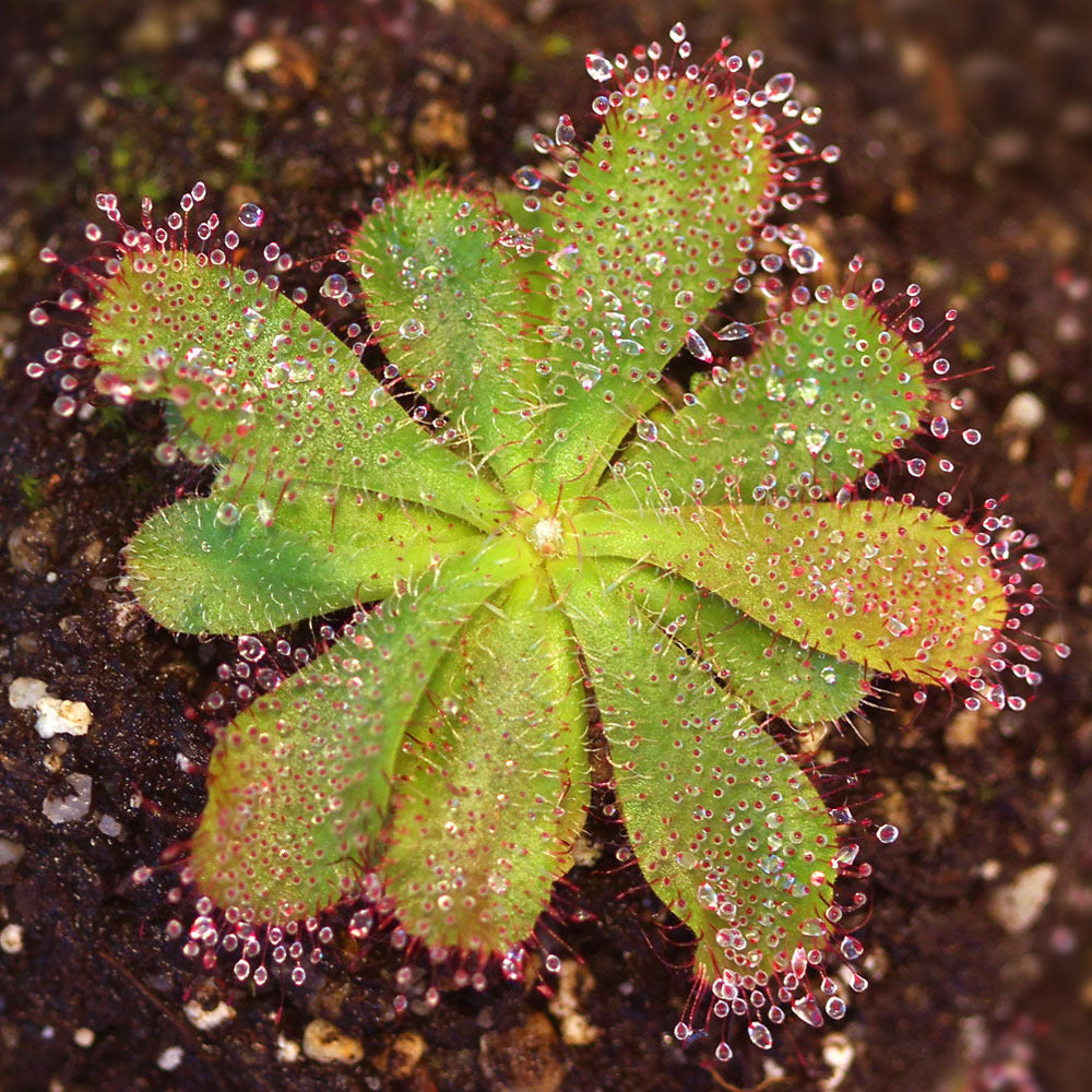 Drosera hamiltonii