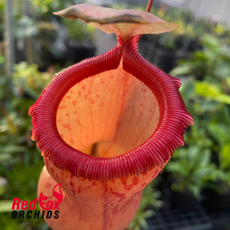 Nepenthes Hot Lips