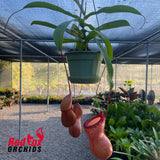 Nepenthes Hot Lips