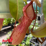 Nepenthes (sibuyanensis x burkei) x alata