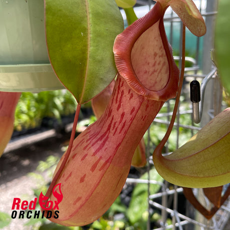 Nepenthes (sibuyanensis x burkei) x alata
