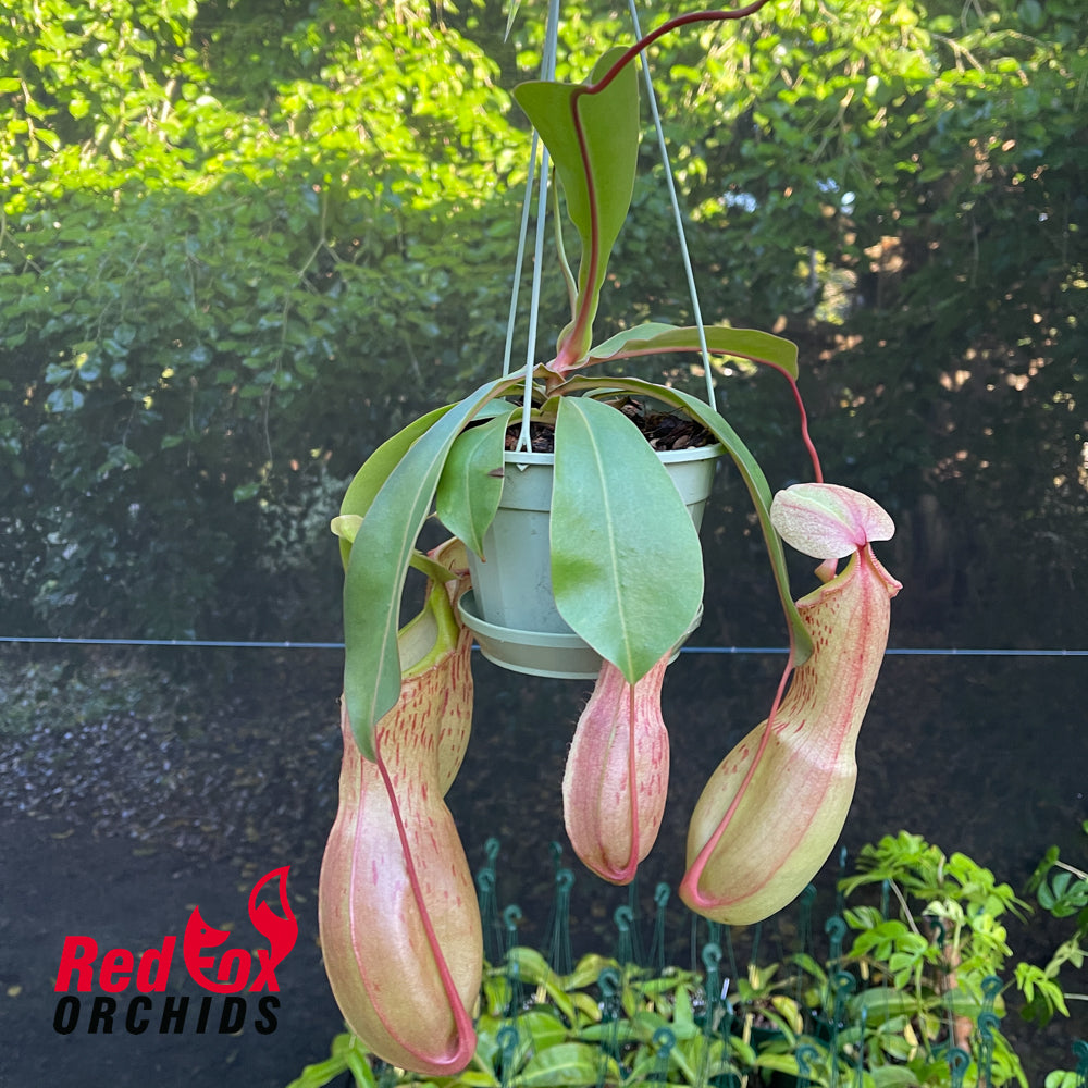 Nepenthes (sibuyanensis x burkei) x alata