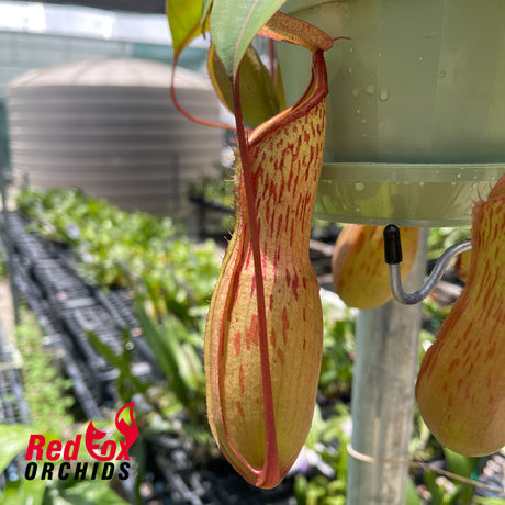 Nepenthes (sibuyanensis x burkei) x alata