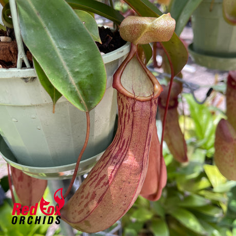 Nepenthes (sibuyanensis x burkei) x alata