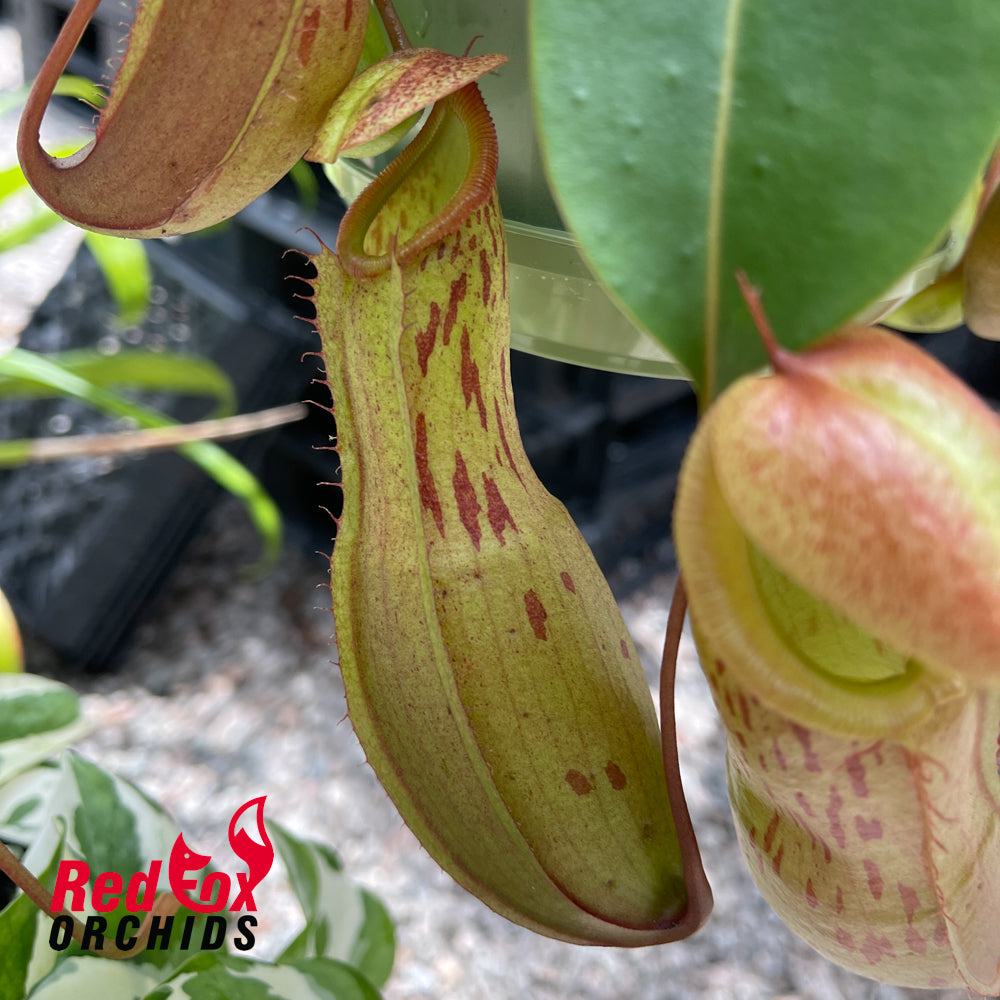 Nepenthes (sibuyanensis x burkei) x alata