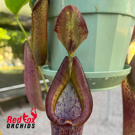 Nepenthes (eymae x veitchii) x (lowii x fusca)