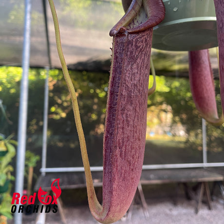 Nepenthes (eymae x veitchii) x (lowii x fusca)