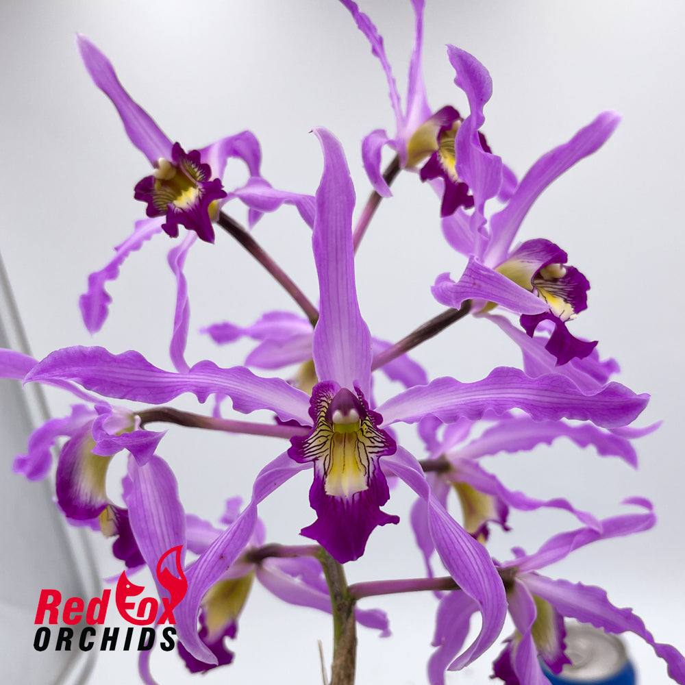 Schomburgkia superbiens