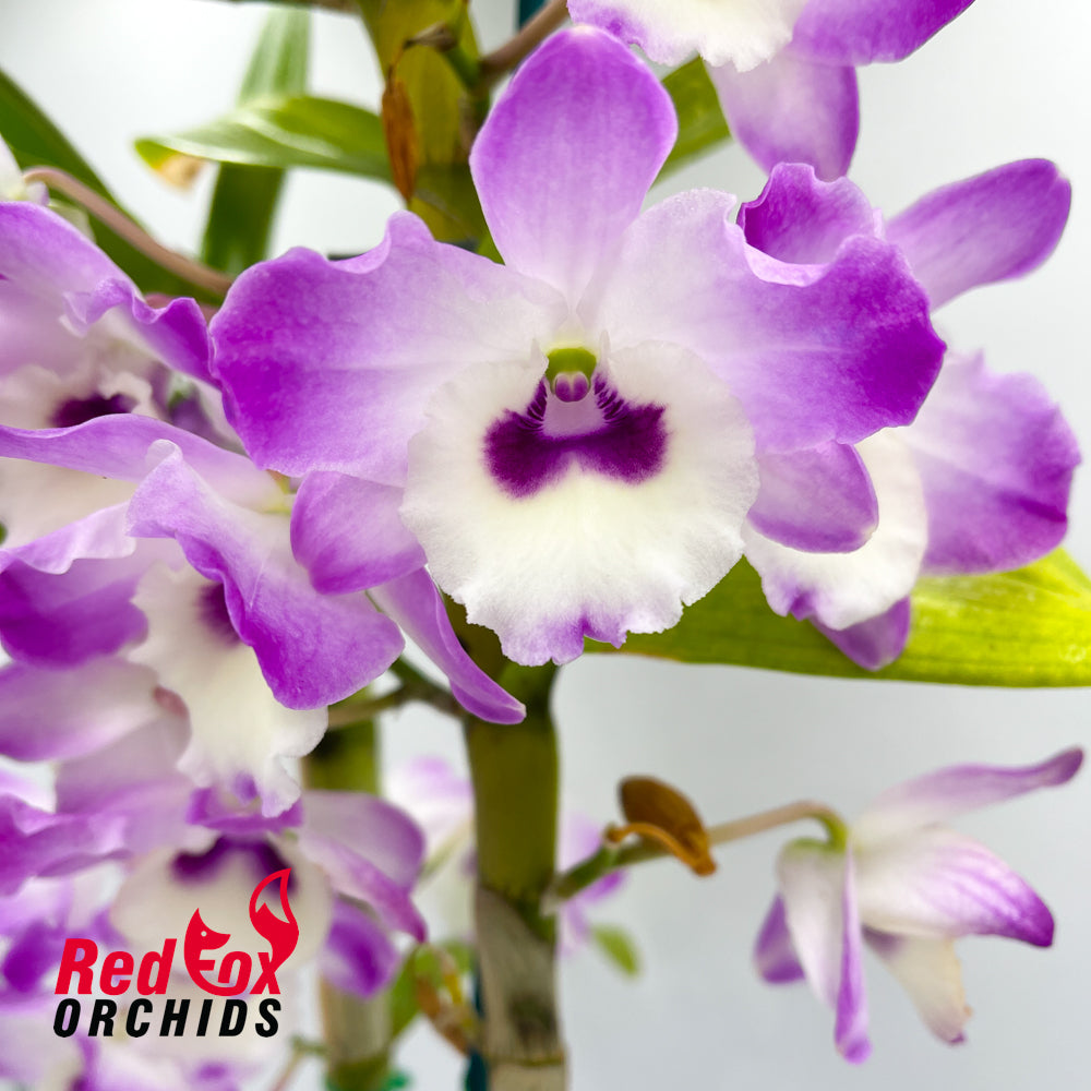 Dendrobium Larapinta Barbara 'Janet'