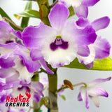 Dendrobium Larapinta Barbara 'Janet'