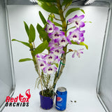 Dendrobium Larapinta Barbara 'Janet'