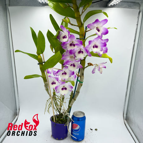 Dendrobium Larapinta Barbara 'Janet'