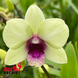Dendrobium Jade Junior