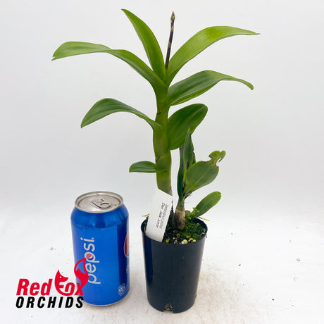 Dendrobium Jade Junior