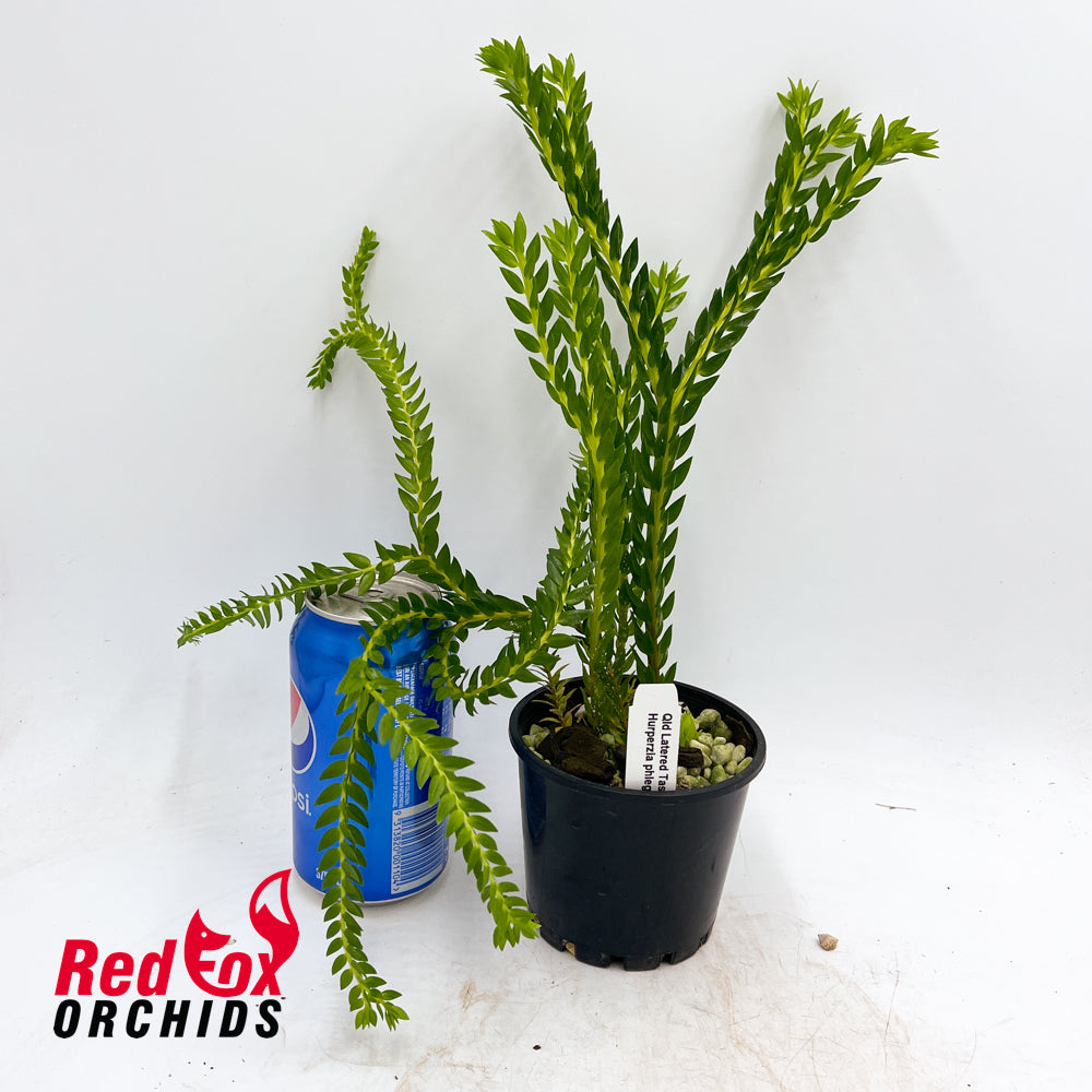 Huperzia phlegmaria 'QLD Layered Tassel'