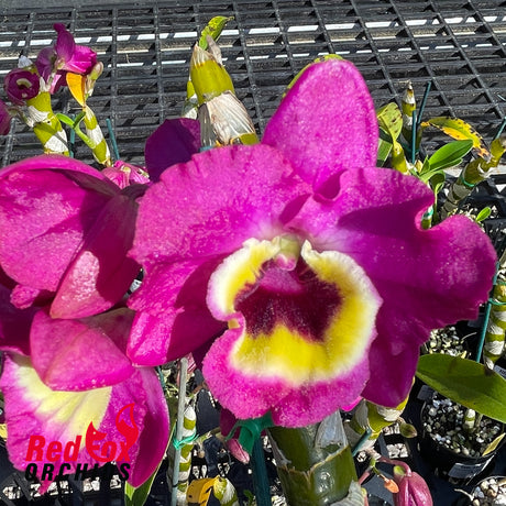 Dendrobium Red Emperor Prince