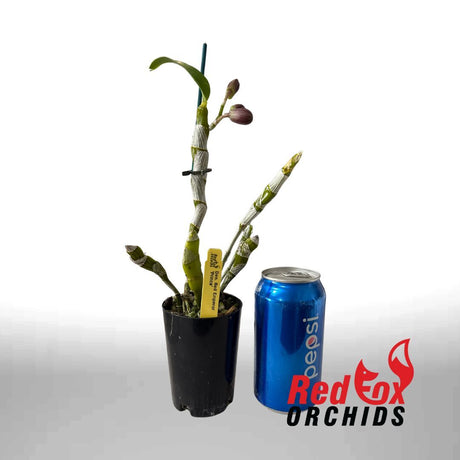 Dendrobium Red Emperor Prince